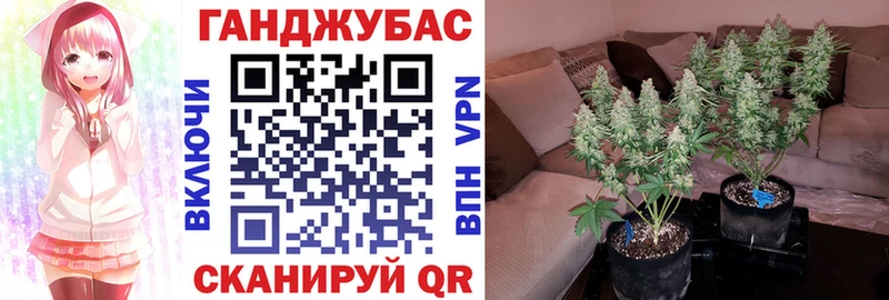 Шишки марихуана план Светогорск